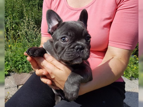 Prijmite teraz. N�dhern� a hrav� �teniatka franc�zskych buldo�iek psov a matiek s� k dispoz�cii na adopciu