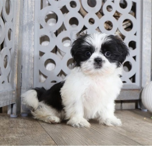 Prijmite teraz. Ndhern a hrav teniatka samcov a samc shih tzu s k dispozcii na adopciu