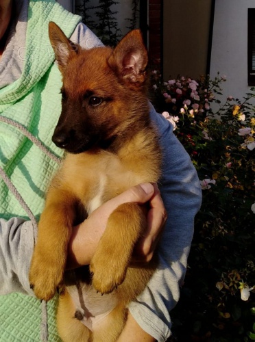 belgick ovk malinois tata, velmi inteligentn a ochrann