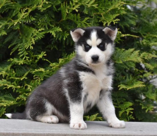 tata sibisky Husky