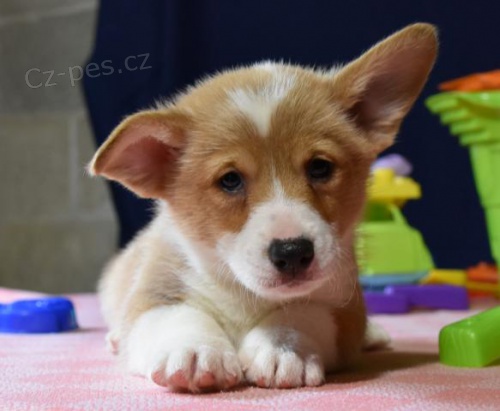 krsn istokrevn tata Pembroke corgi Pes a fena K dispozici hledme nov domov s mikroipem a rodokmenem jsou 3 msce star s rodii tak za drek ... E-mail ::::: brandonmba10@gmail.com