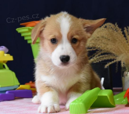 vkrsn istokrevn tata Pembroke corgi Pes a fena K dispozici hledme nov domov s mikroipem a rodokmenem jsou 3 msce star s rodii tak za drek ... E-mail ::::: brandonmba10@gmail.com