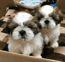 Shih Tzu tatka na Vnoce.