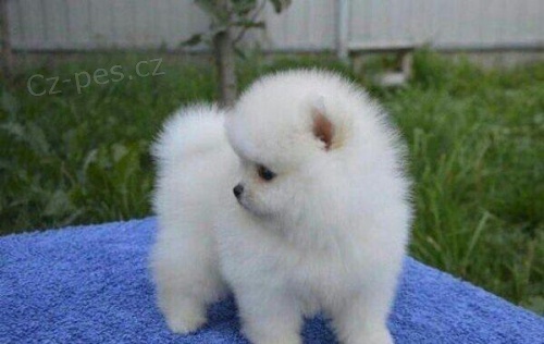 Pomeranian