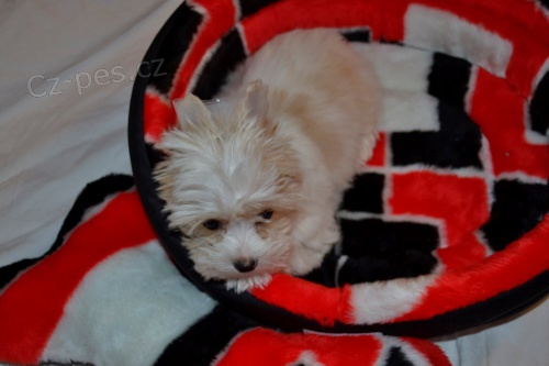 York��rsk� terrier Golddust s PP.