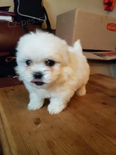 Maltsk� miniaturn� �t��ata