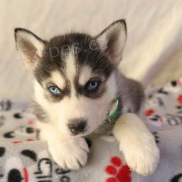 vzcn ttka sibiskho husky k adopci