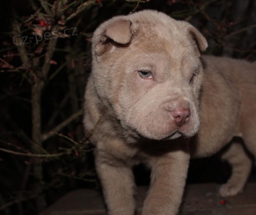 Chinese shar pei Vechna tata pichzej s papry pro domc mazlky, zznamy veterine a zrukou 1yr genetickho zdrav.