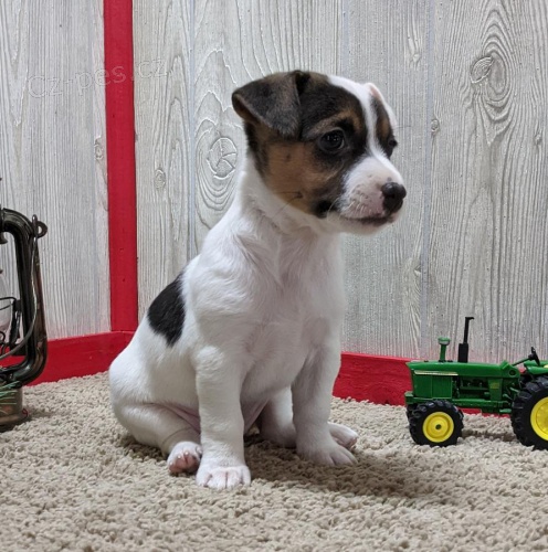 Jack Russell bude pipraven na nov milujc domov