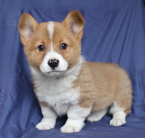 Jemn velsk Corgi (Pembroke)