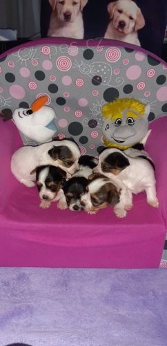 York��rsk� terrier s PP