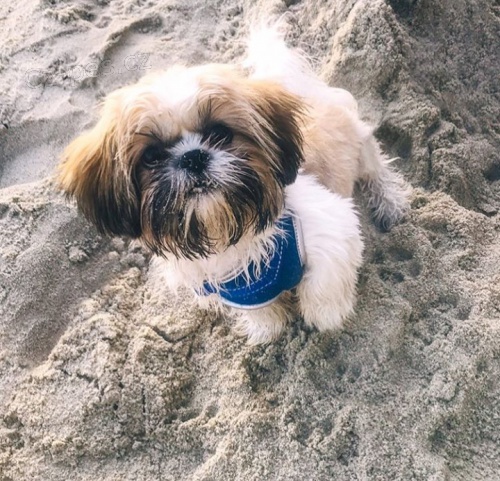 Krsn tata shih-tzu jsou k dispozici pro adopci