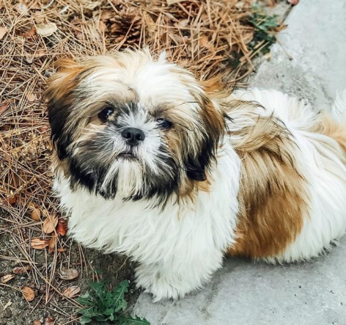 Krsn tata shih-tzu jsou k dispozici pro adopci