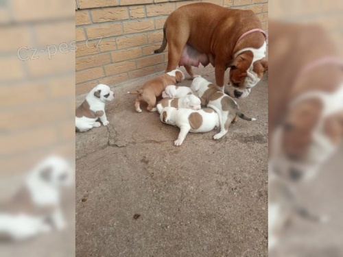 Typick� anglick� buldok