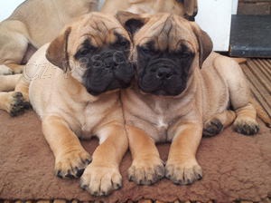 bullmastiff 