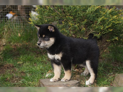 krsn ttka Akita Inu k adopci