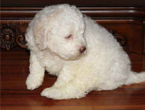 krsn francouzsk ttka lagotto k adopci