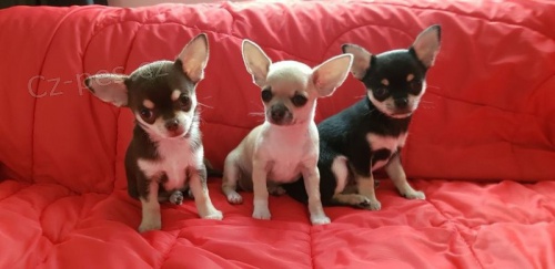 ڞasn chlapec Chihuahua