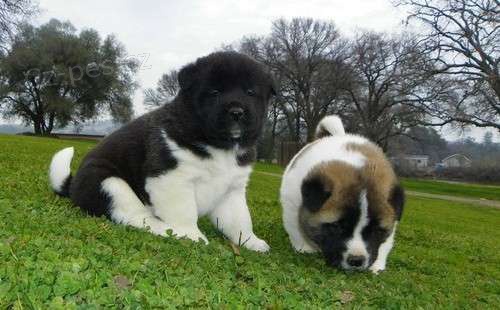 Akita inu