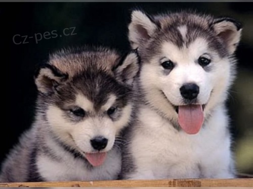 Aljask dti Malamute jsou k dispozici co nejdve