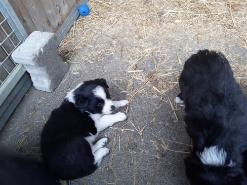 mu a ena Border Collie tata k dispozici