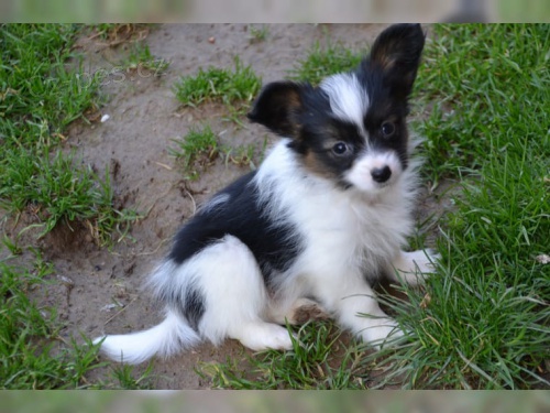 mini papillon tata k adopci