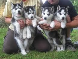 Huskies na prodej