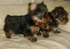 Roztomil a rozkon Yorkie tata k adopci