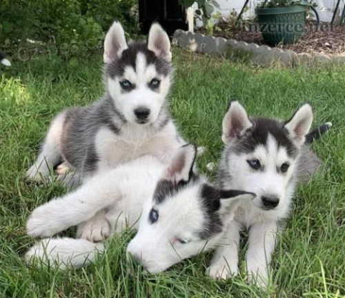 Registrovan TLC sibiskho husky tata