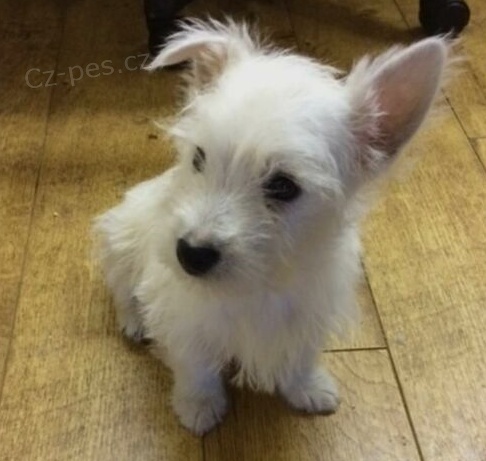 Roztomil ttka z West Highland White Terrier