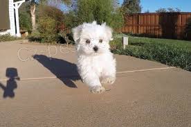 maltsk� �t��ata