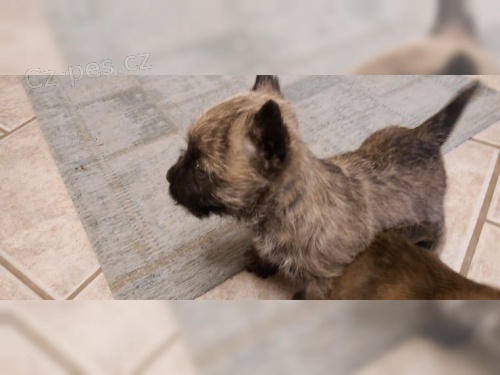 Cairn Terrier k pijet nyn