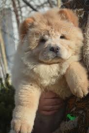 Chow chow    , zznamy veterine a 1yr zruka genetickho zdrav.