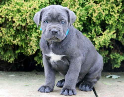 k dispozici tata cane corso