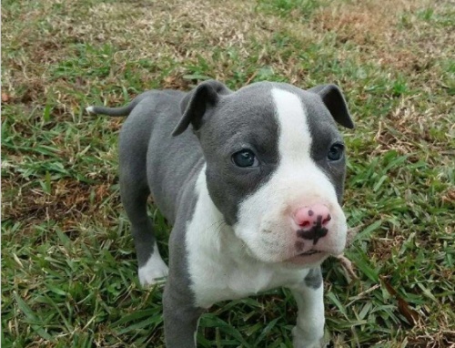 tata ps Staffordshire Terrier jsou k dispozici pro nov rodiny.