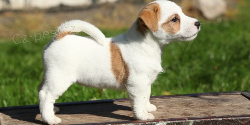 tata  jack russell