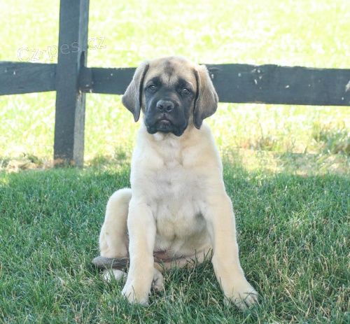 Krsn ttka BullMastiff