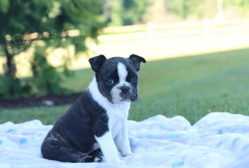 tata Boston Terrier k adopci