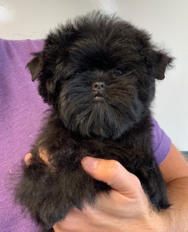 Affenpinscher tata k adopci