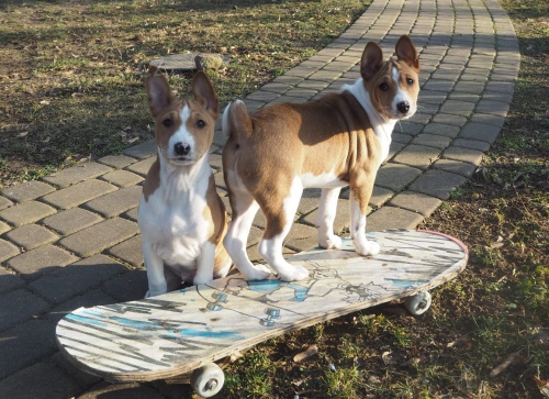 2 Basenji loveck tata e