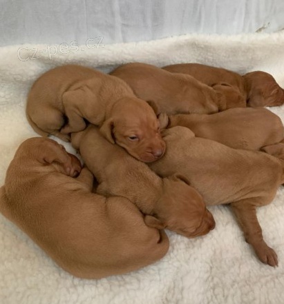 Maarsk ttka Vizsla K adopci.