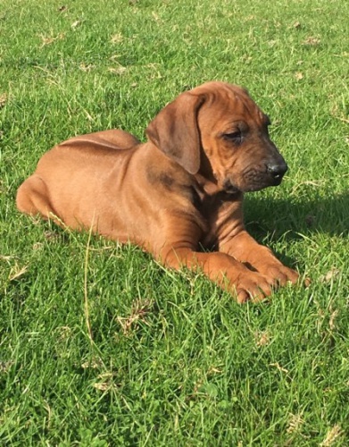 tata rhodskch ridgeback k adopci.