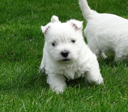 2  West Highland Terrier mini tata ochotn mt nov domovy