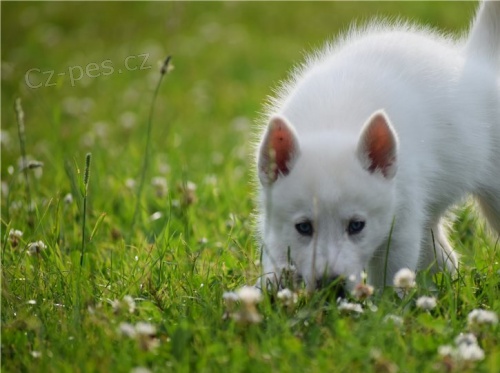 SIBERIAN HUSKY DREK