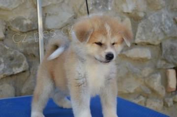 Fluffy Akita Inu tata k adopci