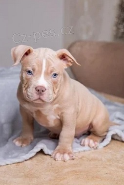 ڞasn tata Pitbull Terrier k adopci