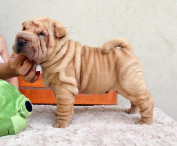 Prestin tata Shar-pei pro dobr domov