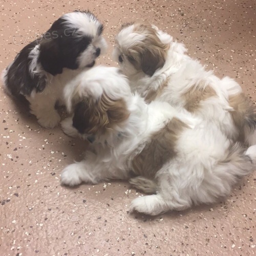 roztomil shih tzu tata.