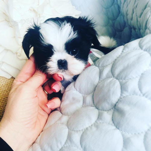 roztomil shih tzu tata.