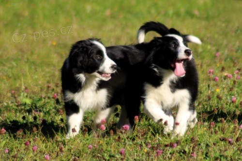 mu a ena Border Collie tata k dispozici